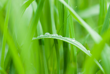 Dew drops on a green grass