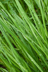 Fototapeta na wymiar Dew drops on a green grass