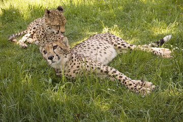Fototapeta na wymiar cheetahs relaxing in green grass