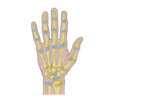 handknochen