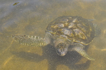 Obraz premium Turtle