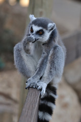 Lemur licking his arm