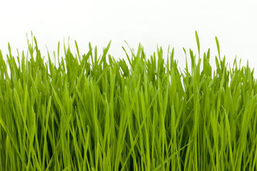 Fototapeta na wymiar wheatgrass