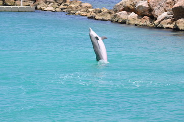 Jumping Dolphil