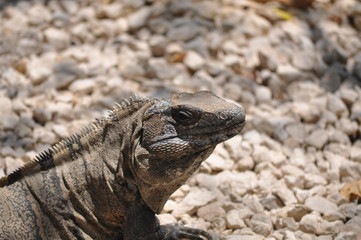 Iguana
