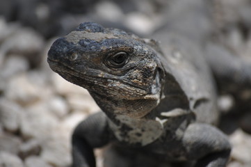 Iguana
