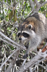 Raccoon