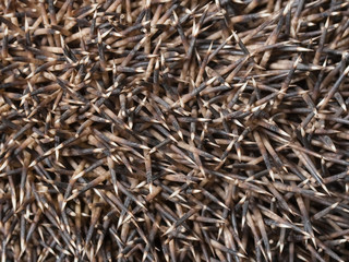 Hedgehog needles backgroubd.