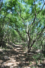 Nature Trail
