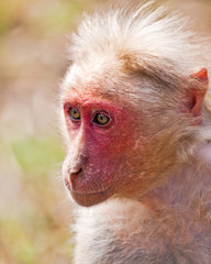 Bonnet Macaque Portrait