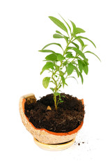 Broken flowerpot