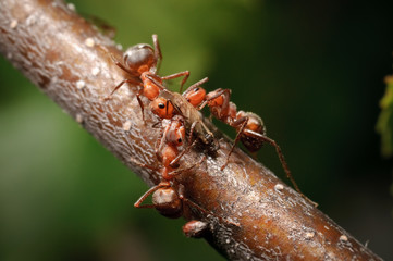 Ameisengruppe betreut Blattlaus