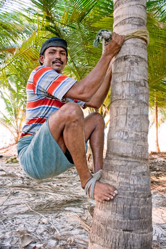 Strong Deft Man  Are Climbing On Coconut Tree