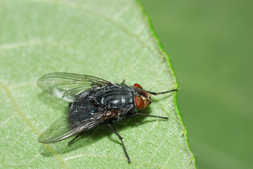 Blue bottle fly