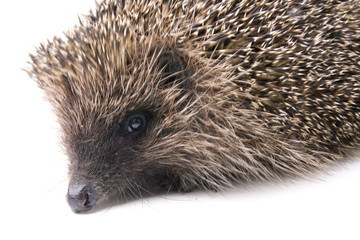 hedgehoge male adult isolated on white