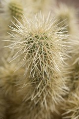 A close up shot of a cactus plant covered with sharp needles