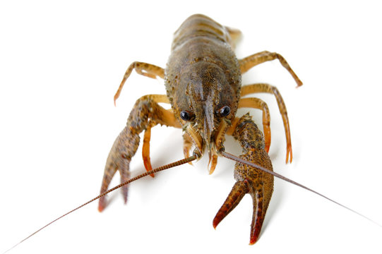 River crayfish isolated on a white background.