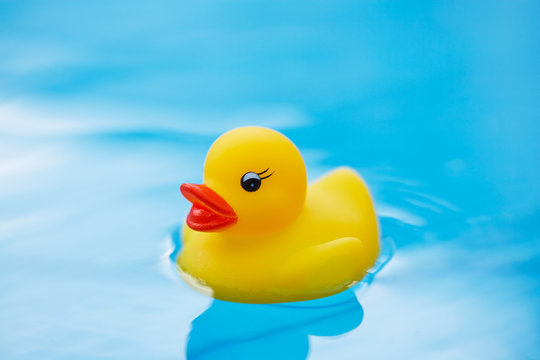 toy duck in pool