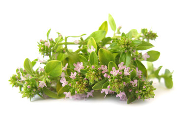 Wild thyme