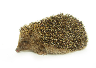 hedgehog
