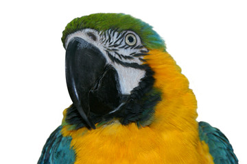 Macaw