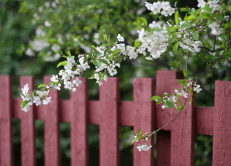 Spring