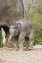 Female asian baby elephant playing