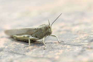 Heuschrecke