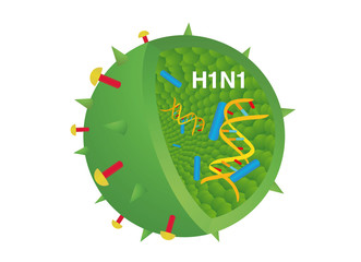 H1N1 Virus