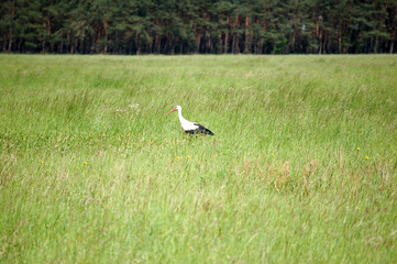 Storch 2