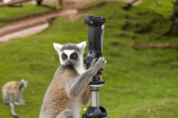 Ring Tailed Lemur