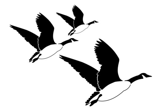G&auml;nse