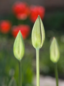 Tulips bud.