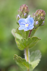 Fototapeta premium Veronica