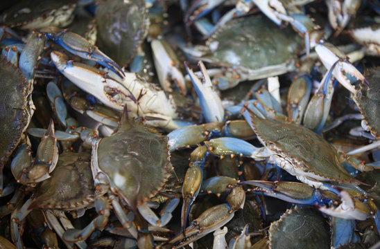 blue crabs