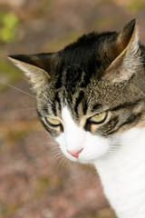 gros chat blanc et gris