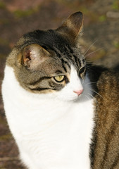 gros chat blanc et gris