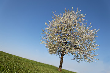 Fototapeta na wymiar Baum im Frühling mit Blüten