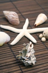 coquillages et étoile de mer