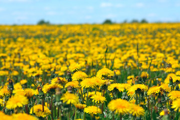 dandelion meadow