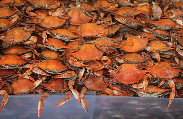 crabs