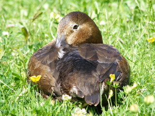 canard souchet d'argentine