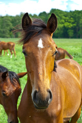 Fototapeta premium Pferd