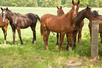 Fototapeta premium Pferde
