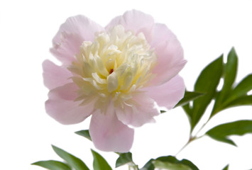 Peonia