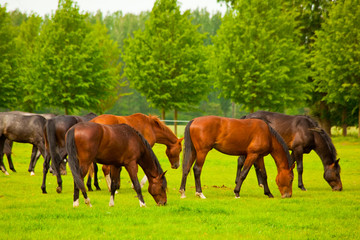 Fototapeta premium Pferde