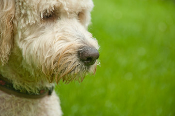 labradoodle profile with green grass behind