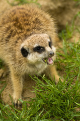 Fototapeta premium Fighting suricate, kämpfendes fressendes erdmännchen