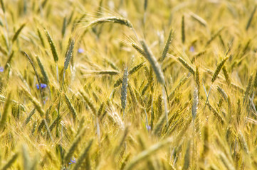 Yellow grain ready for harvest growing in a summer field