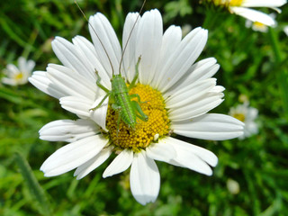 Obraz premium Grashüpfer auf Margarite